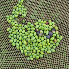 Olive gathering nets